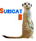 Portrait de Suricat B